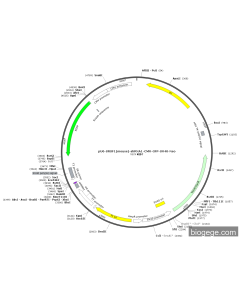 pU6-SRSF1(mouse)-shRNA1-CMV-GFP-SV40-Neo