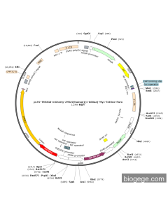 pLV2-TRE3GS-mCherry-ZMIZ2(human)(1-668aa)-Myc-TetOne-Puro