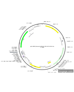 pU6-SRSF1(mouse)-shRNA2-CMV-GFP-SV40-Neo