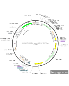 pLV2-U6-FAM135B(human)-shRNA5-EGFP-Puro