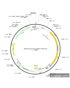 pNRF2(mouse)-Fluc-hPEST-SV40-Neo