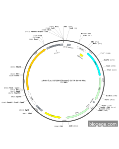 pPGK-Fluc-IGF2BP3(human)-3UTR-SV40-Rluc