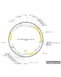 pCMV-MMP8(human)-FLAG-SV40-Neo