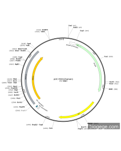 pUC-PDX1(human)