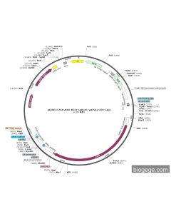 pDIRECT23A-AtU6-BRI1-sgRNA1-sgRNA2-35S-Cas9