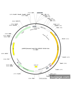 pNRF2(mouse)-mut-Fluc-hPEST-SV40-Neo