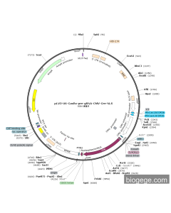 pLV3-U6-CasRx-pre-gRNA-CMV-Cre-NLS