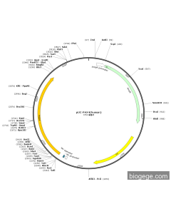 pUC-PAX4(human)