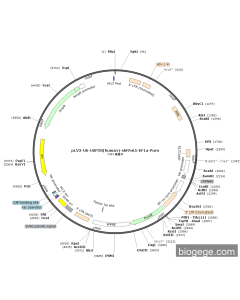 pLV3-U6-USP28(human)-shRNA5-EF1a-Puro