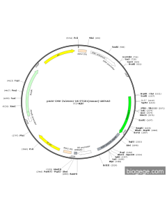 pAAV-CMV-ZsGreen1-U6-PTGS1(mouse)-shRNA3