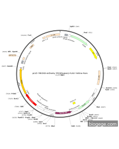 pLV2-TRE3GS-mCherry-TP53(human)-FLAG-TetOne-Puro
