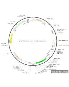 pLV2-U6-HOXA10(sheep)-shRNA1-CMV-ZsGreen1