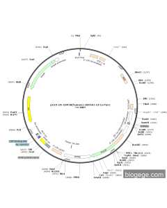 pLV3-U6-USP28(human)-shRNA1-EF1a-Puro