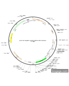 pLV2-U6-Negative-Control-shRNA-CMV-ZsGreen1