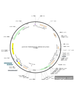 pLV3-U6-YTHDF2(human)-shRNA2-EF1a-Puro
