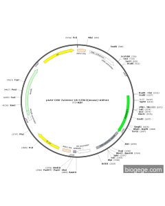 pAAV-CMV-ZsGreen1-U6-NTRK2(mouse)-shRNA1