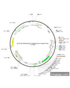 pLV3-U6-RGS5(human)-shRNA3-EF1a-CopGFP-Puro