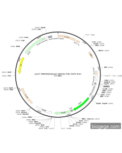 pLV2-TMBIM4(human)-shRNA2-PGK-EGFP-Puro