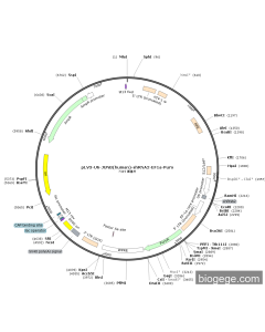 pLV3-U6-JUNB(human)-shRNA2-EF1a-Puro