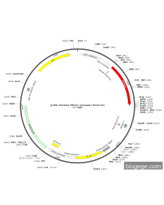 pCMV-mCherry-MIR24-1(human)-SV40-Neo