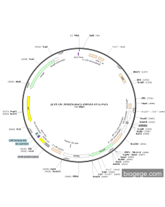 pLV3-U6-JUNB(human)-shRNA3-EF1a-Puro