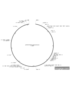 pCMV-SPORT6-Serp1(mouse)