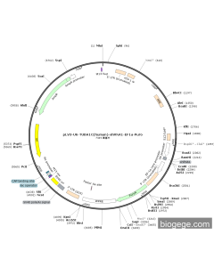 pLV3-U6-TUBA1C(human)-shRNA1-EF1a-Puro