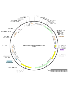 pLV3-U6-GADD45A(human)-shRNA2-Puro