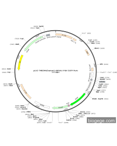 pLV2-TMBIM4(human)-shRNA1-PGK-EGFP-Puro