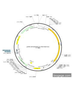 pCMV-ACE2(human)-8×His-SV40-Neo