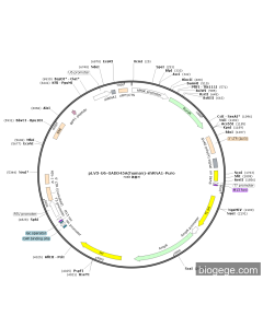 pLV3-U6-GADD45A(human)-shRNA1-Puro