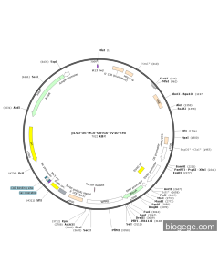pLV3-U6-MCS-shRNA-SV40-Zeo