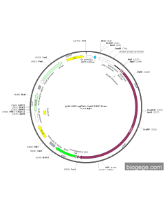 pU6-MCS-sgRNA-Cas9-EGFP-Puro