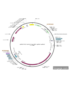 pDIRECT23C-CmYLCV-Csy4-BRI1-sgRNA1-sgRNA2