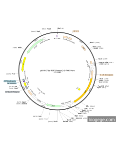 pLV3-EF1a-TCF7(human)-8-PGK-Puro