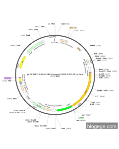pLV3-SFFV-3×FLAG-EBF1(mouse)-C535F-EGFP-EF1a-Puro