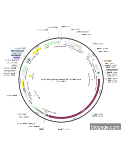 pLV2-U6-sgRNA-control-EF1a-Cas9-Neo