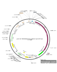 pLV2-U6-TMEM208(human)-sgRNA2-Cas9-GFP-Puro
