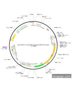 pLV3-SFFV-3×FLAG-EBF1(mouse)-EGFP-EF1a-Puro