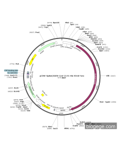 pCMV-Spike(SARS-CoV-2)-8×His-SV40-Neo