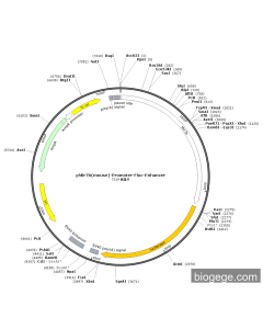 pMir7b(mouse)-Promoter-Fluc-Enhancer
