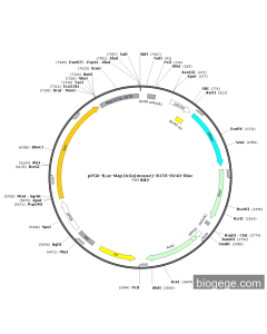 pPGK-Fluc-Map1lc3a(mouse)-3UTR-SV40-Rluc