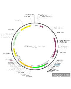 pT7-pelB-EGFP-BG4-6×His-3×FLAG