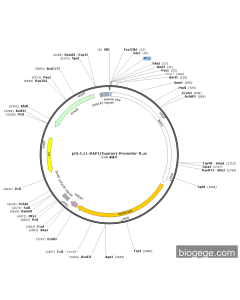 pGL4.11-BAP1(human)-Promoter-Fluc
