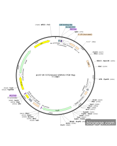 pLV2-U6-CIT(mouse)-shRNA1-PGK-Hyg