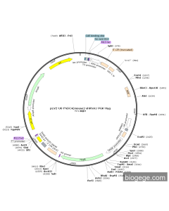 pLV2-U6-FNDC4(mouse)-shRNA1-PGK-Hyg