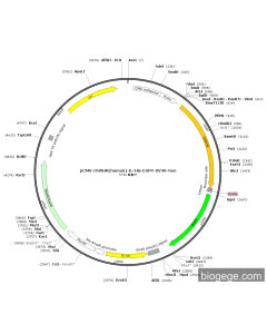 pCMV-GNRHR(human)-6×His-EGFP-SV40-Neo