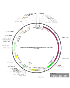 pLV2-U6-TMEM208(human)-sgRNA3-Cas9-GFP-Puro