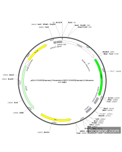 pGL3-FOXP3(human)-Promoter-EGFP-FOXP3(human)-Enhancer