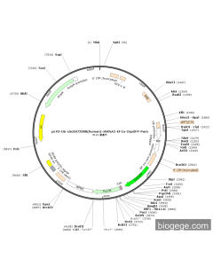 pLV3-U6-circ0072088(human)-shRNA2-EF1a-CopGFP-Puro